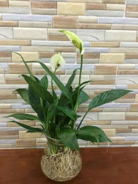 Cây giống hoa lan ý (buồm trắng)