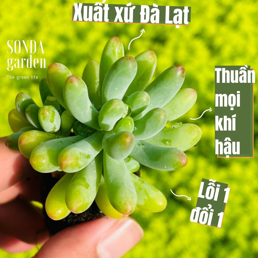 SEN ĐÁ THẠCH NGỌC MĨ SIZE MINI SIÊU KHOẺ LỖI 1 ĐỔI 1