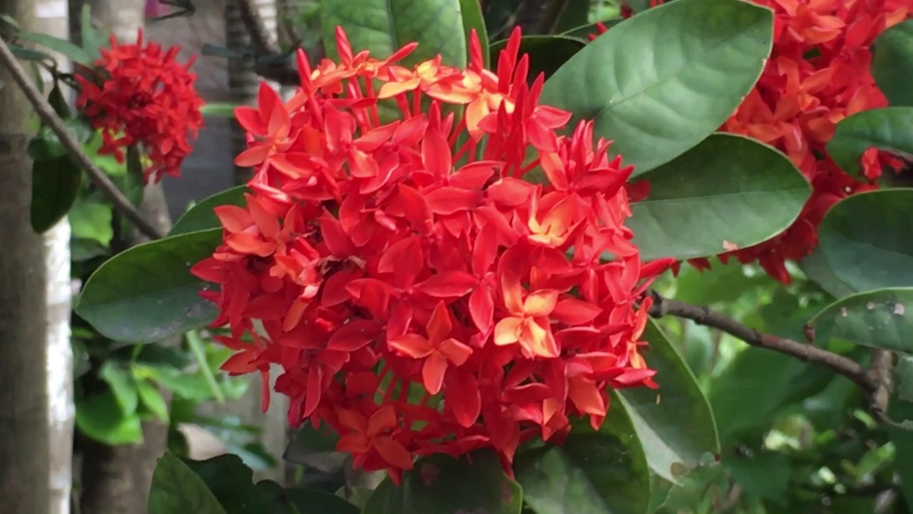 CÂY GIỐNG HOA MẪU ĐƠN TA MÀU ĐỎ