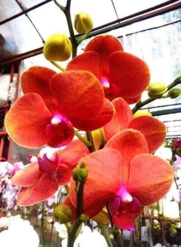 LAN HỒ ĐIỆP ĐẠI đang có ngồng Hoa