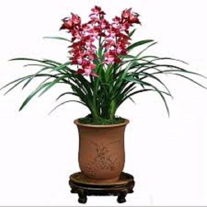 CHẬU ĐỊA LAN TIỂU THƯ HÀN QUỐC, HOA NỞ CHUẨN TẾT - NCDLTTTHQ