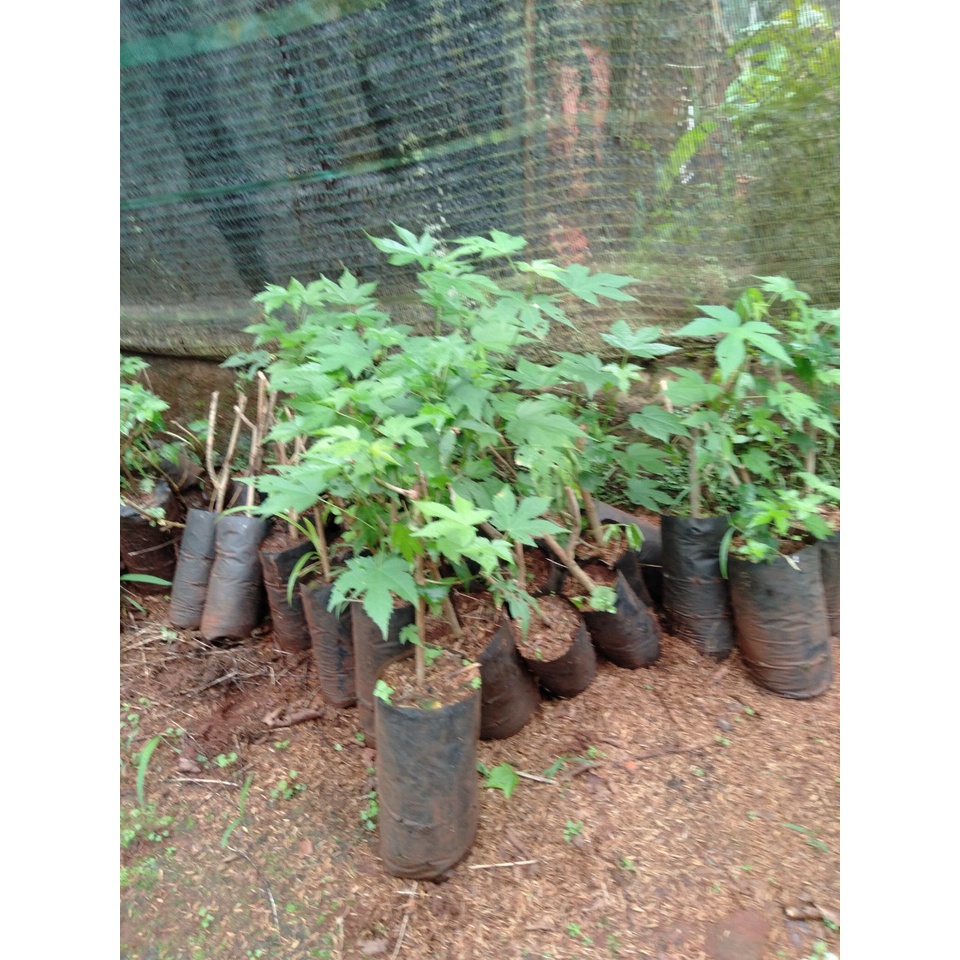 Cây bụp lồng đèn ( vườn ươm eakamart)