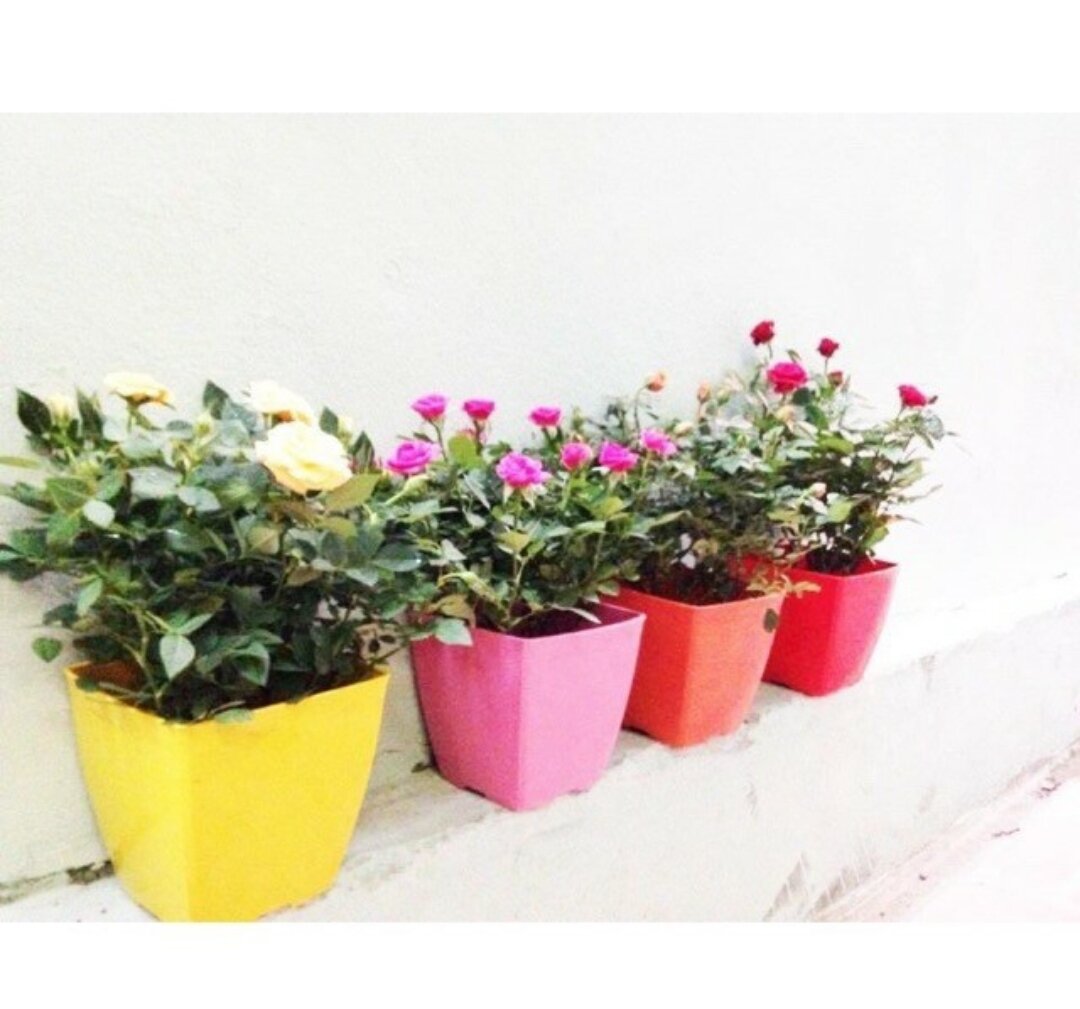 PHÂN BÓN HỮU CƠ RỄ MẦM CHỒI