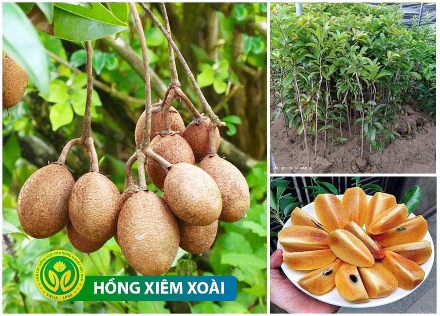 Cây giống hồng xiêm xoài - sam pô chê .