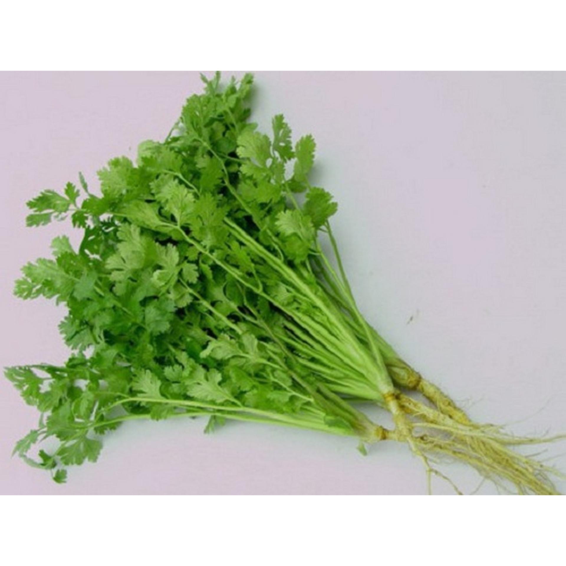 20g Hạt giống Ngò rí (rau mùi)