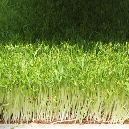 Hạt Giống Mầm Rau Muống - 50 gram