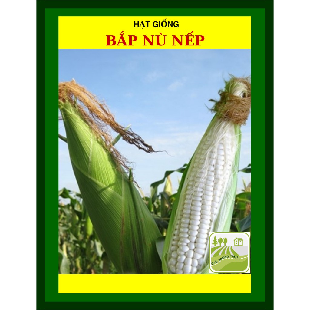 100G - Hạt Giống Bắp Nếp Nù