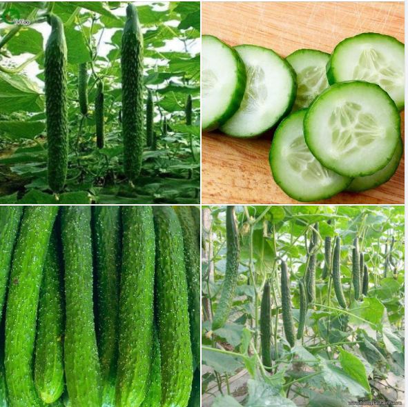 Hạt giống dưa chuột dài dưa kiếm nhật - 10 hạt.gói