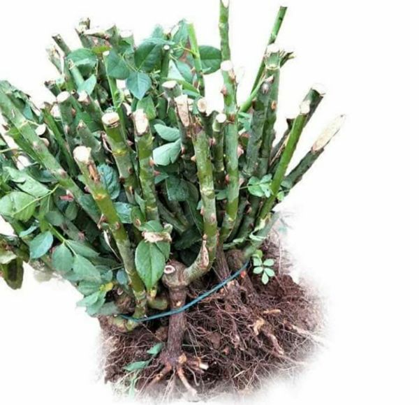 Combo 10 gốc hồng đại sapa