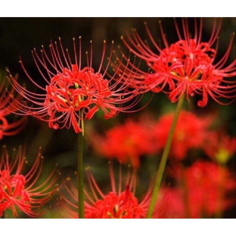 🌋🌋BAO CHẤT  💐 Củ Hoa Bỉ Ngạn
