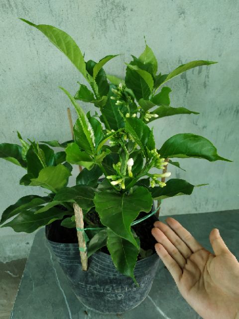 [Cây giống hoa] Lài Tây (Nhài Tây) - Trang Flowers