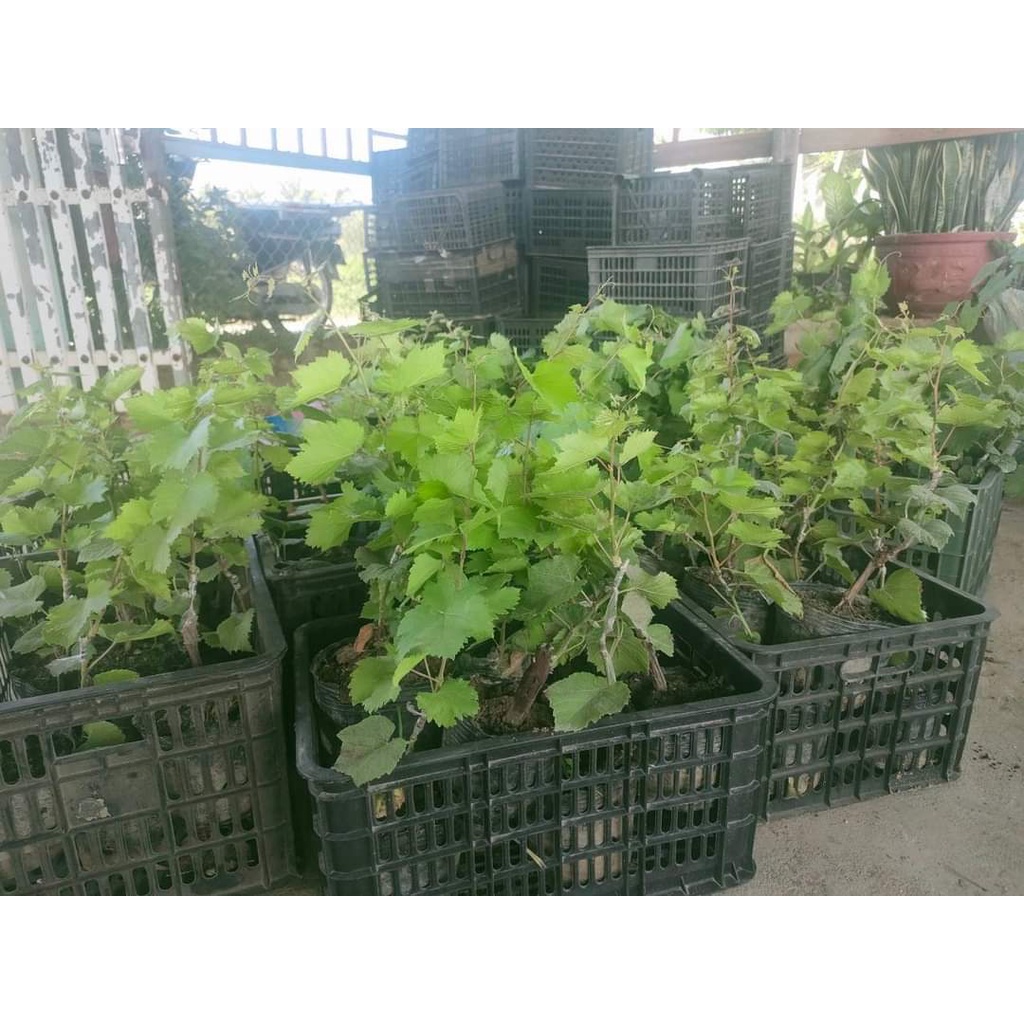 Cây Giống Nho Tím Pháp ( sản phẩm có bảo hành toàn quốc) (giao siêu nhanh )