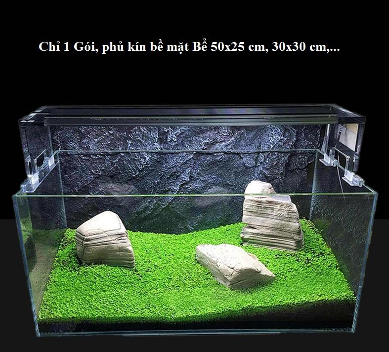[HCM]Hạt giống thủy sinh (Cây cỏ may mắn)