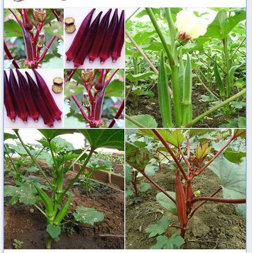 Combo 2 gói hạt giống đậu bắp ( 1 gói xanh + 1 gói đỏ )