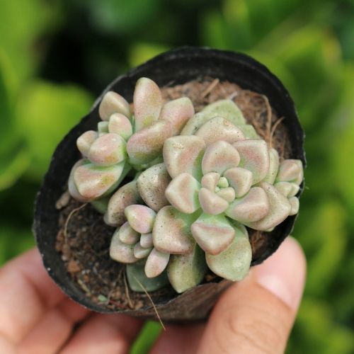 Sen đá kim tuyến size bầu 3-5cm
