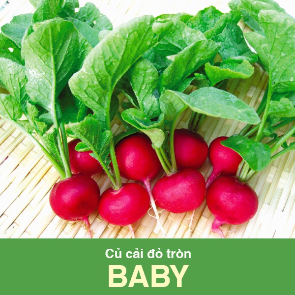 Hạt giống củ cải đỏ baby