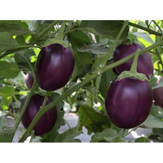 1G - Hạt Giống Cà Bát Tím