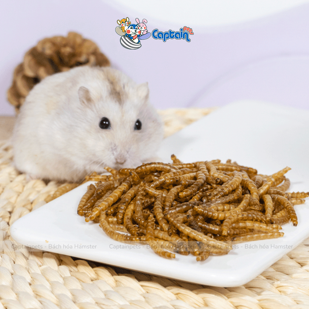 [FREESHIP MAX] Sâu rang vỗ béo cho Hamster - Bách hóa Hamster