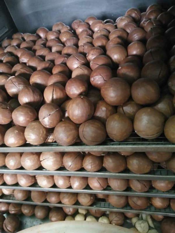 Mắc ca sấy khô daklak