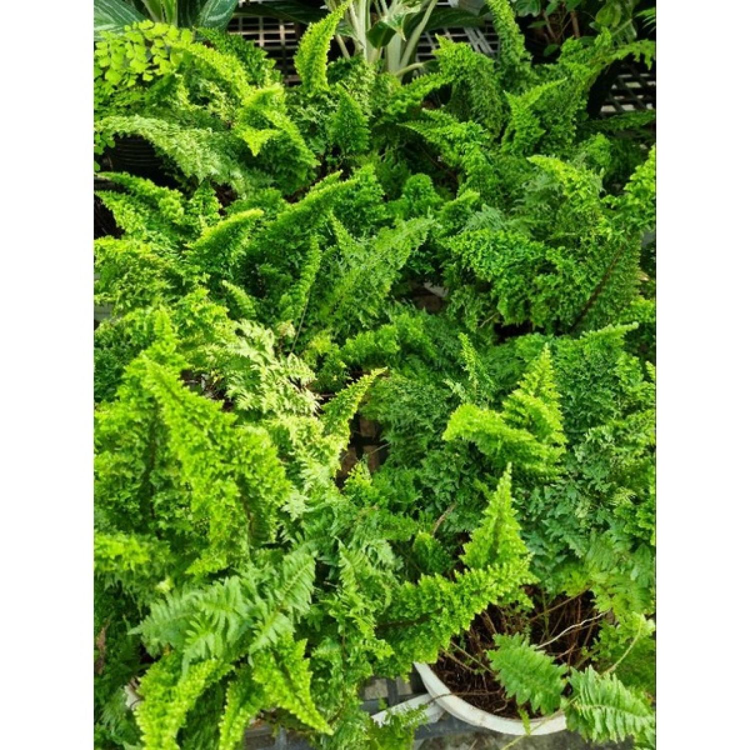 chậu cây dương xỉ Nhật - Polypodium leucotomos