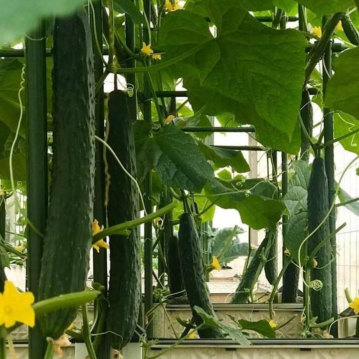 Hạt giống dưa leo nhật bản quả dài năng suất