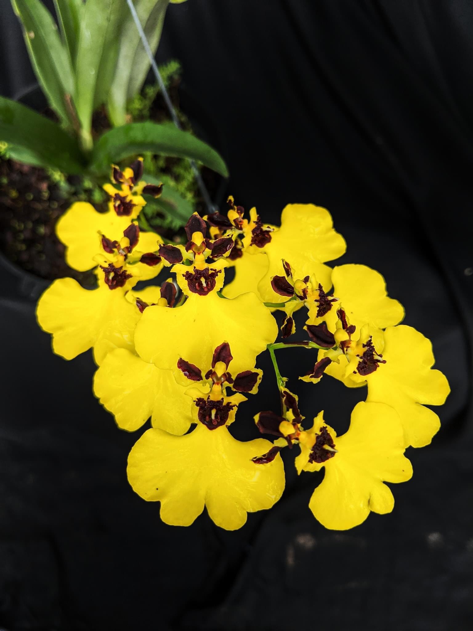 Vũ nữ Phù Thủy cây giống