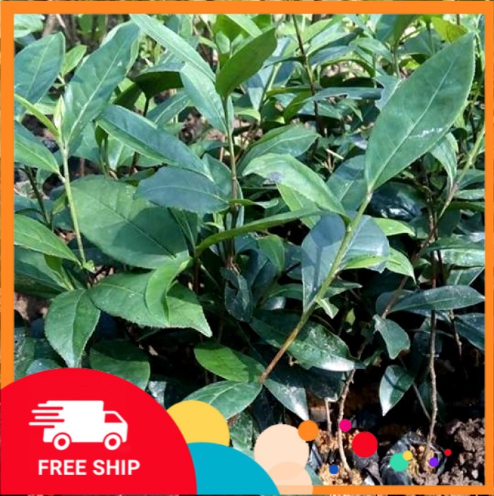 CÂY TRÀ XANH - CÂY CHÈ XANH
