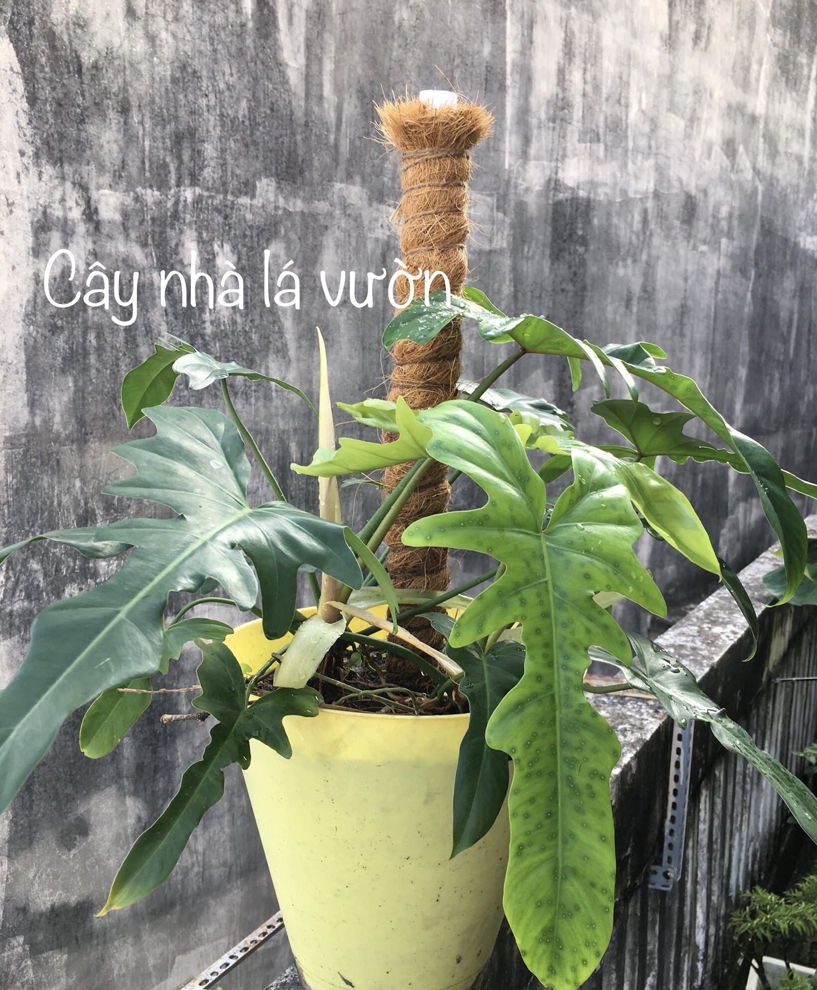 Trụ cột xơ dừa cao 70/80/90cm/110cm