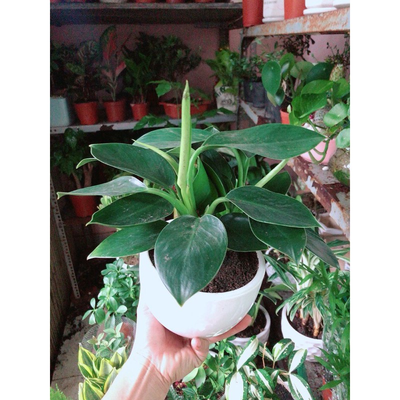 Chậu Cây Trầu Bà Đế Vương