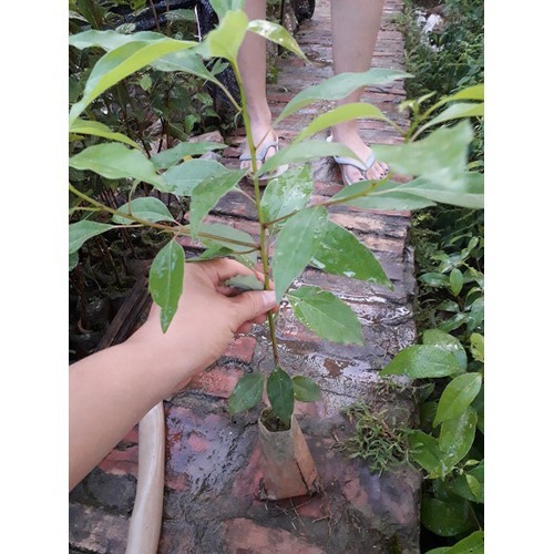 com bo 5 Cây giống long não
