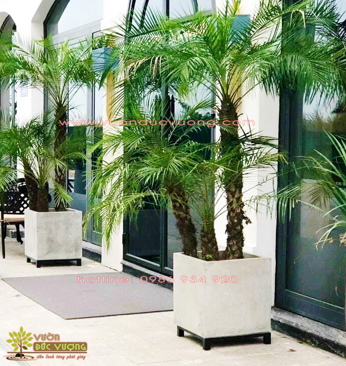 CHẬU XI MĂNG ĐÁ MÀI VUÔNG LẬP PHƯƠNG