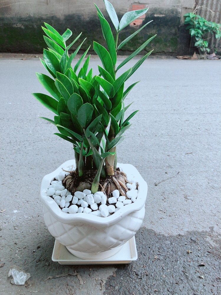 [HCM]Chậu Cây Kim Tiền