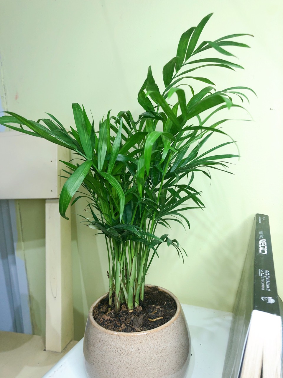 Cây cau tiểu trâm mini để bàn