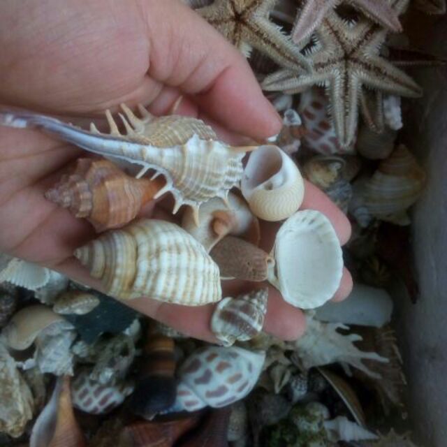 Vỏ ốc biển - phụ kiện trang trí