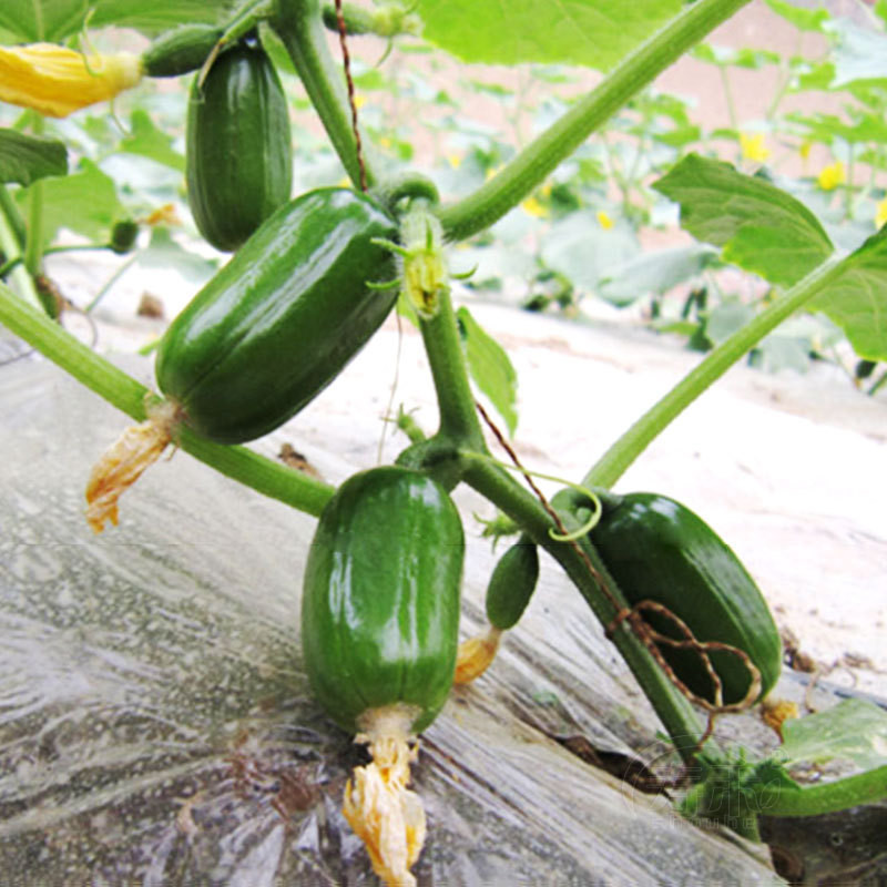 Hạt giống dưa chuột ngọc nữ xanh đậm