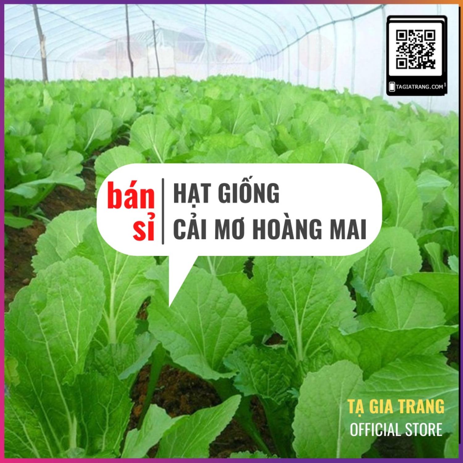 Ma84 gói hạt giống rau cải mơ hoàng mai khoảng 150 hạt