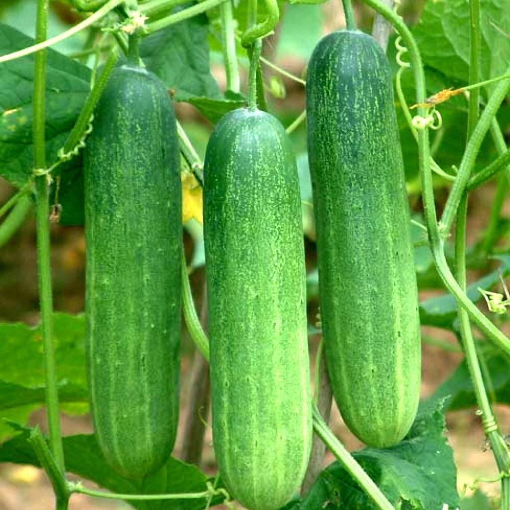 1g Hạt giống Dưa leo (tặng Kích nẩy mầm, Hướng dẫn ươm)