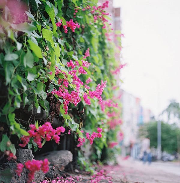 hoa leo TIGON siêu đẹp--thu hút mọi ánh nhìn