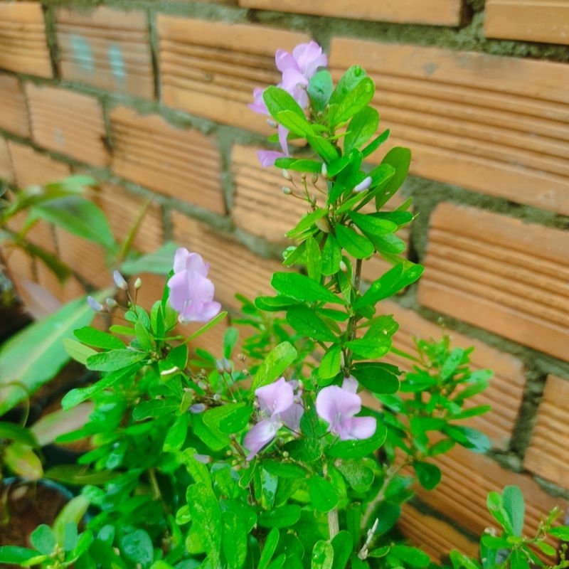 Cây hoa Linh sam siêu hoa lá lớn,cây phong thủy