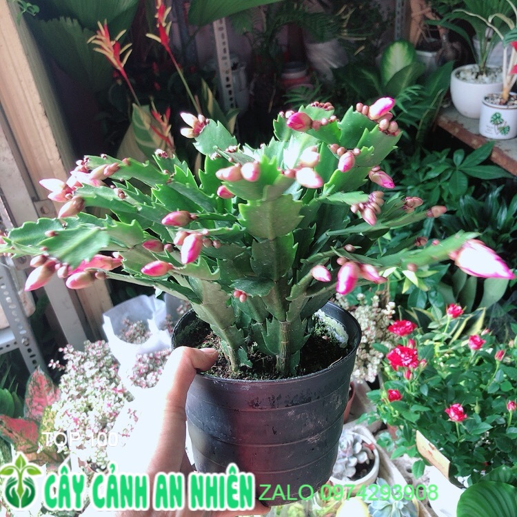 Chậu cây càng cua