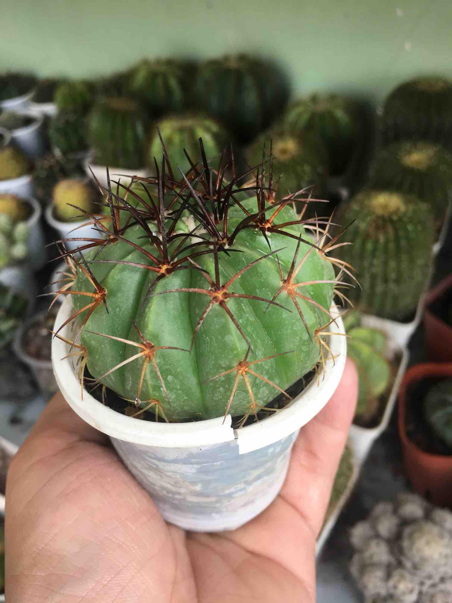 Xương Rồng Melo