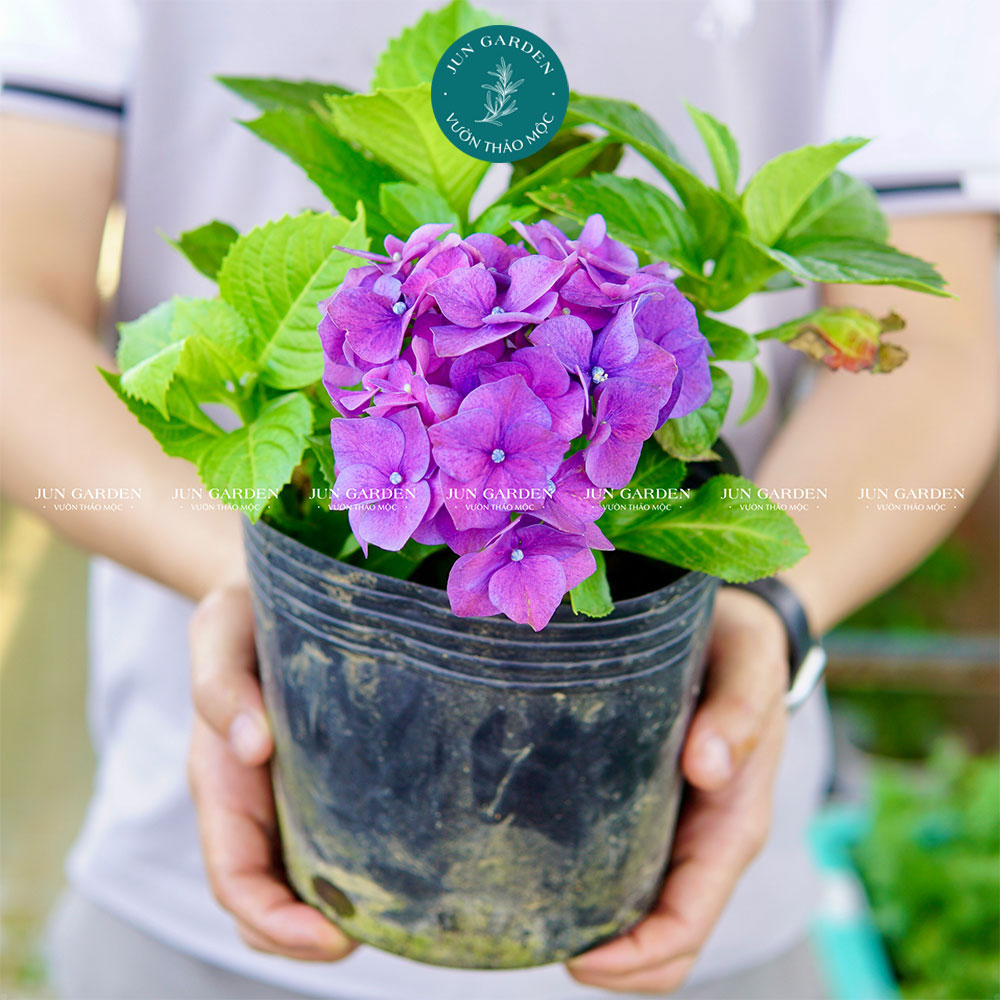 Cẩm Tú Cầu JUN GARDEN Đà Lạt Cây Khoẻ Dễ Sai Hoa