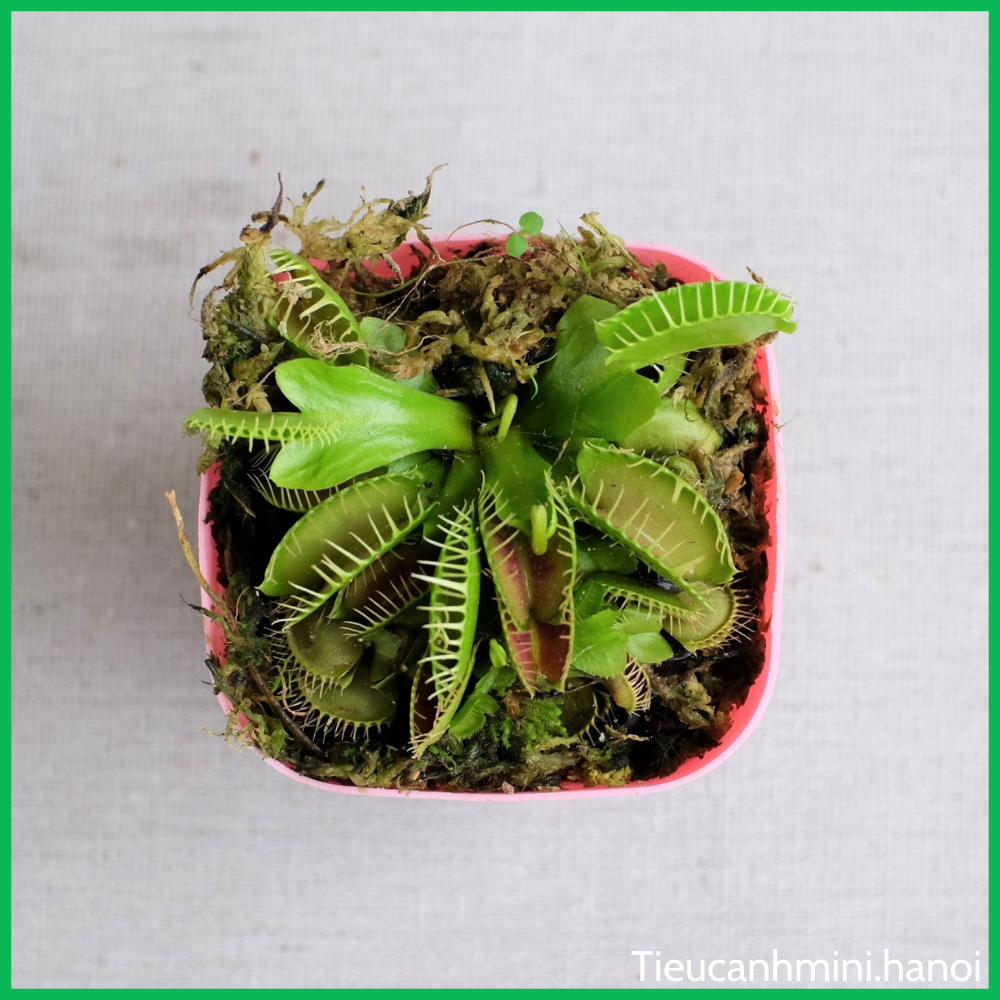 [ Cây để bàn ] Cây Bẫy Kẹp Venus Flytrap - Cây bắt mồi, bắt côn trùng, cây ăn thịt, cây cảnh văn phòng