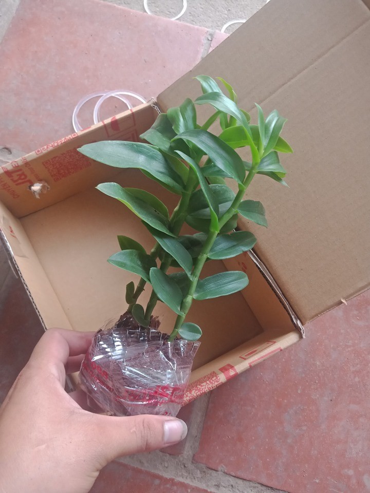 lan phi điệp 5 cánh trắng Phú Thọ cây giống