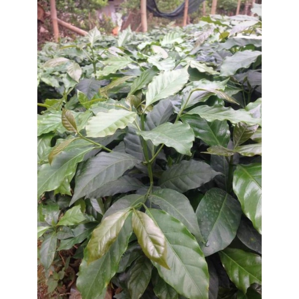 cây giống cà phê