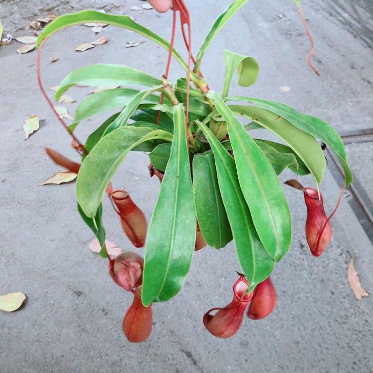 Cây nắp ấm