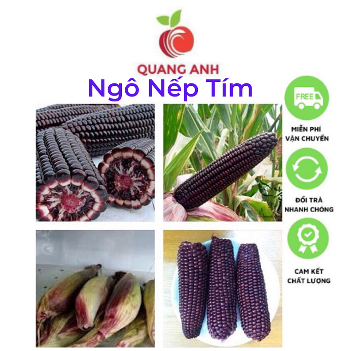 Hạt giống ngô nếp tím - bắp nếp tím cao sản - gói 10gr