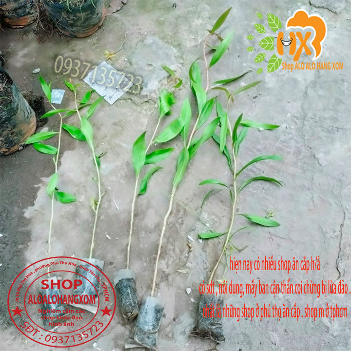 [HCM]Combo 50 cây tràm úc -cây giống