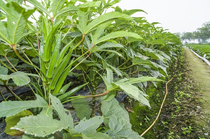 Hạt Giống Đậu Bắp Xanh