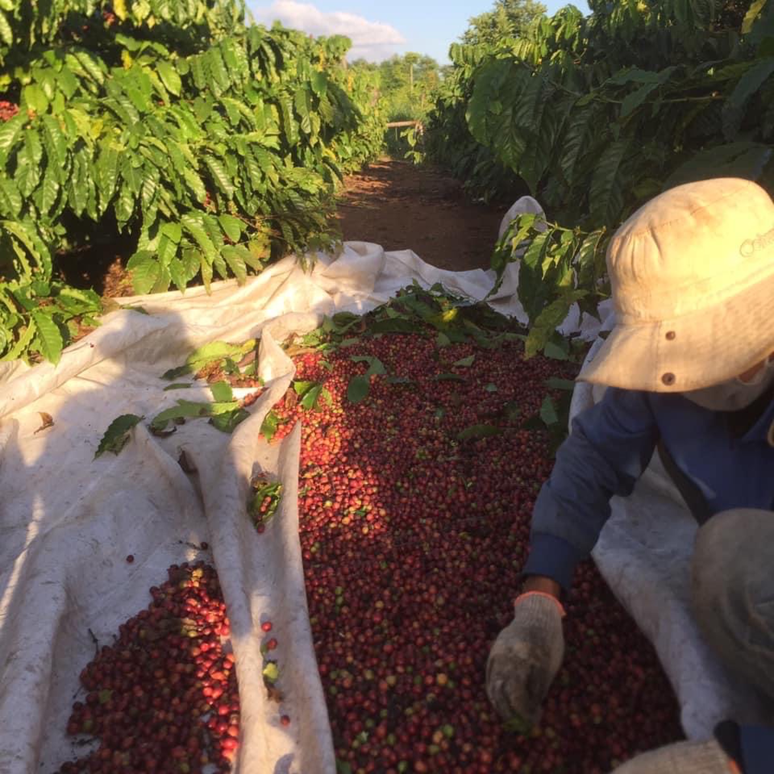 Sỉ 5kg cà phê rang nguyên hạt robusta Buôn ma Thuột